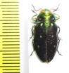Chrysobothris sp.  Peru - INSECTS-STORE.RU