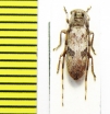 Eunidia bifuscoplagiata  Ethiopia - INSECTS-STORE.RU