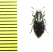Chrysobothris sp.  Peru - INSECTS-STORE.RU