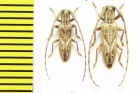 Eunidia brunneopunctata strigatoides  Ethiopia - INSECTS-STORE.RU