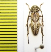 Eunidia brunneopunctata strigatoides  Ethiopia - INSECTS-STORE.RU