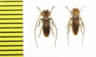 Eunidia sp.  Ethiopia - INSECTS-STORE.RU
