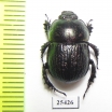 Odontotrypes xue  China - INSECTS-STORE.RU