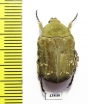 Protaetia culta  Taiwan - INSECTS-STORE.RU
