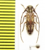 Eunidia sp.  Ethiopia - INSECTS-STORE.RU