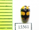 Chrysomelidae sp.  Laos - INSECTS-STORE.RU