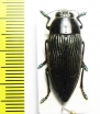 Lampetis foveicollis  Namibia - INSECTS-STORE.RU