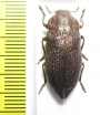 Pseudoperotis subrugosus  Namibia - INSECTS-STORE.RU