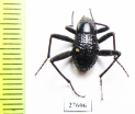 Tenebrionidae sp.  South Africa Rep. - INSECTS-STORE.RU