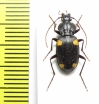 Craspedophorus obscurus  China, Yunnan prov. - INSECTS-STORE.RU