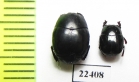 Histeridae sp.  Peru - INSECTS-STORE.RU