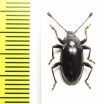 Endomychidae sp.  Madagascar - INSECTS-STORE.RU