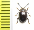 Endomychidae sp.  Madagascar - INSECTS-STORE.RU