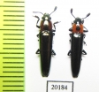 Erotylidae sp.  China, Yunnan prov. - INSECTS-STORE.RU