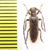 Eunidia lineata  Ethiopia - INSECTS-STORE.RU