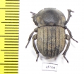 Anomalipus sp.  South Africa Rep. - INSECTS-STORE.RU