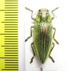 Chrysodema dalmanni  Japan - INSECTS-STORE.RU