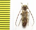 Eunidia fallaciosa  Ethiopia - INSECTS-STORE.RU