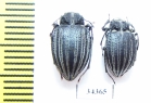 Earophanta collaris  Kazakhstan - INSECTS-STORE.RU