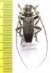 Strandiata renominata  Ethiopia - INSECTS-STORE.RU