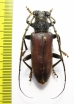 Neoplocaederus benningseni  Ethiopia  - INSECTS-STORE.RU