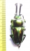 Phalacrognathus muelleri  58mm (12000p) - INSECTS-STORE.RU