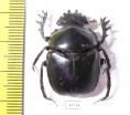 Scarabaeus sp.  South Africa Rep. - INSECTS-STORE.RU