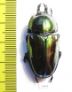 Phalacrognathus muelleri, female  37mm - INSECTS-STORE.RU
