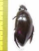 Hydrophilus sp.  South Africa Rep. - INSECTS-STORE.RU