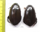 Cybister sp., pair  South Africa Rep. - INSECTS-STORE.RU