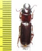 Parandrinae sp.  Mexico - INSECTS-STORE.RU
