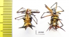 Arachnida sp.  Peru - INSECTS-STORE.RU
