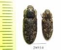 Trogossitidae sp.  Tanzania - INSECTS-STORE.RU