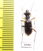 Tetracha fruhstorferi  Vietnam - INSECTS-STORE.RU