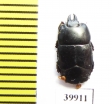 Hololepta sp.  Indonesia, Ceram isl. - INSECTS-STORE.RU
