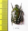Rhabdotis semipunctata  South Africa Rep. - INSECTS-STORE.RU
