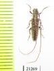 Cerambycidae sp.  Zambia - INSECTS-STORE.RU