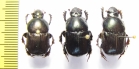 Onitis sp., pair  Ethiopia - INSECTS-STORE.RU