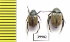Hoplia dubia  Italy - INSECTS-STORE.RU