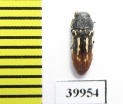 Buprestidae sp.  Namibia - INSECTS-STORE.RU