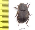 Anomalipus sp.  South Africa Rep. - INSECTS-STORE.RU