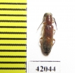 Cleridae sp.  South Africa Rep. - INSECTS-STORE.RU