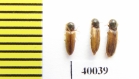 Elateridae sp.  Russia, Tver reg. - INSECTS-STORE.RU