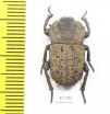 Anomalipus sp.  South Africa Rep. - INSECTS-STORE.RU