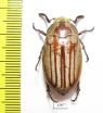 Melolontha sp.  Vietnam - INSECTS-STORE.RU