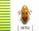 Chrysomelidae sp.  Laos - INSECTS-STORE.RU