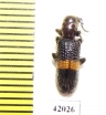 Cleridae sp.  South Africa Rep. - INSECTS-STORE.RU