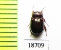 Hybosoridae sp.  Laos - INSECTS-STORE.RU