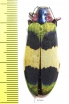 Chrysochroa corbetti  Thailand - INSECTS-STORE.RU