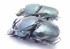 Proagoderus gibbiramus, pair  Tanzania - INSECTS-STORE.RU